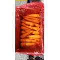 HIGH QUALITY WATER WASHED FRESH CARROT